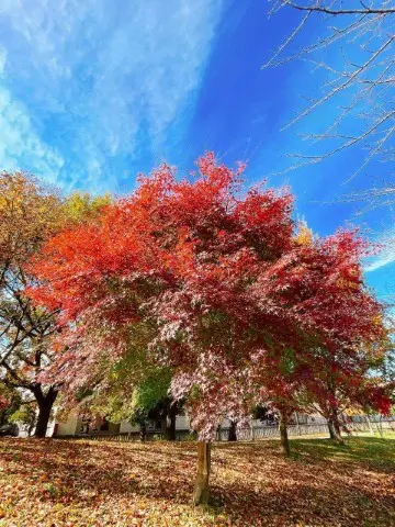 古利根川の紅葉の写真