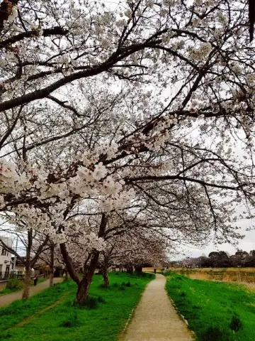古利根川の桜の写真