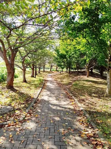 古利根川の緑の写真